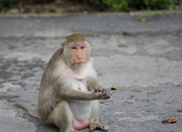 Pregnant Monkey